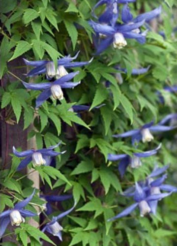 Blue Bird macropetala Clematis 15 Seeds - Vine Blue Bird macropetala Clematis 15 Seeds - Vine