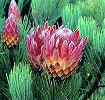 Ladismith Protea 10 Seeds - Protea aristata - Showy!