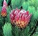 Ladismith Protea 10 Seeds - Protea aristata - Showy!