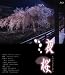 夜桜