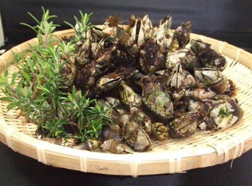 長崎対馬産　カメノテ（ペルセベス）　１㎏