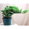 BUY : Japanese Juniper Bonsai Starter Tree - 4" pot - Juniperus procumbens 'Nana'