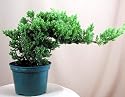 Japanese Juniper Bonsai Starter Tree - 4" pot