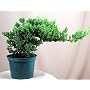 Japanese Juniper Bonsai Starter Tree - 4" pot