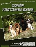 Unser Traumhund: Cavalier King Charles Spaniel