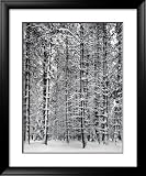 Pine Forest in Snow, Yosemite National Park, 1932 Framed Art Poster Print by Ansel Adams, 31x37