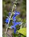 Photographic Prints of Sage (Salvia patens Chilcombe) from Science Photo Library