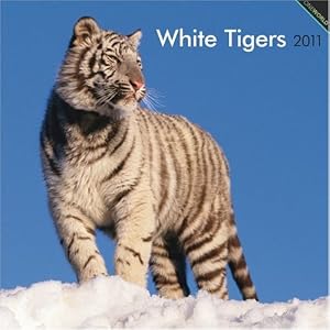 White Tigers 2011 Square 12X12 Wall Calendar by BrownTrout Publishers Inc