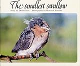 The smallest swallow