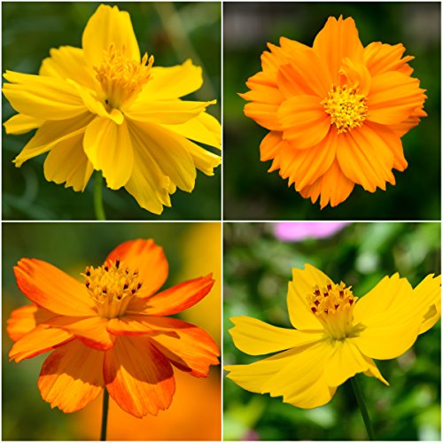 Package of 400 Seeds, Bright Lights Cosmos Mix (Cosmos Sulphureus) Non-GMO Seeds By Seed Needs
