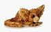 Search : Plush Greater Bush Baby Mini Flopsie 8'