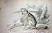JARDINE c1839 WHITE-BARRED AGUARA FOX WILD ANIMAL