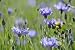 Just Seed British Wild Flower - Cornflower - Centaurea cyanus - 50g - Bulk Packet