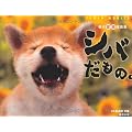 柴犬変顔写真集　シバだもの。