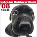 Black Labrador Retriever The Dog 2008 Wall Calendar