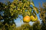 Colossal Comice Pear Fruit Box