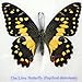 FRAMED REAL BEAUTIFUL LIME BUTTERFLY DISPLAY INSECT TAXIDERMY 5