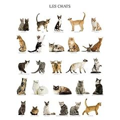 Katzen - Katzenrassen Poster Kunstdruck (50 x 40cm)
