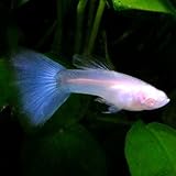 ���i�̏ڍ�