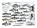 Ichthyology, Osseous Fishes, Marisipobranchs Art Giclee Poster Print by English Schoo...