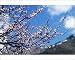 Photographic Prints of Jvg-1382 Wild Apricot - Blossom from Ardea Wildlife Pets