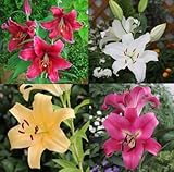 オリエンタルユリ球根　カサブランカシリーズセット　４球入