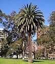 Canary Island Date Palm 15 Seeds Phoenix