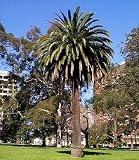 Canary Island Date Palm 15 Seeds Phoenix - B000SAMD7A