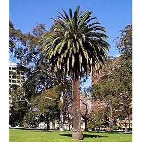 Canary Island Date Palm 15 Seeds Phoenix
