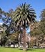 Canary Island Date Palm 15 Seeds Phoenix