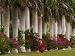 Row of Stately Cuban Royal Palms, Bougainvilleas Flowers, Miami, Florida, USA Photographic Poster Print by Adam Jones, 24x32