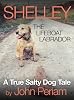 Shelley The Lifeboat Labrador