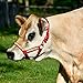 Perri's Mini Nylon Cow Halter