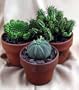 Exotic Euphorbia Collection - 3 Plants - Easy to grow! - 3" Pots