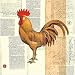 Poulet De Champagne II - Pierre Lapin Art Print Poster 20 x 20