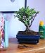 Bonsai Tree Gift Set – Money / Friendship Tree (20cm Pot, 26-30cm Height)