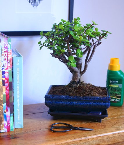 Bonsai Tree Gift Set - Money / Friendship Tree 