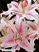 Muscadet Oriental Lily 2 Bulbs - Frilly White Edges!
