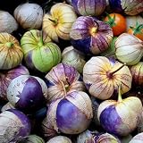 50 Seeds, Tomatillo "Purple Milpa" (Physalis ixocarpa) Seeds By Seed Needs