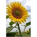 Sunflower in Bloom Gallery Wrapped Canvas - 20x24"
