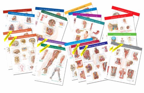 Netter Anatomy Charts: Complete Set of 20 Charts, 1e (Netter Charts) Book Image