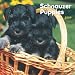   - Schnauzer Puppies 2009 7X7 Mini Wall Calendar
