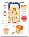 Anatomy of the Teeth Anatomical Chart