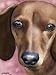 Dachshund Dog Art Print Signed by Artist DJ Rogers