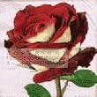 Servietten, Hochzeit Dekoration, Rose Queen Of Love