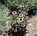 'Little Magnus' Coneflower Perennial - Echinacea