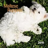 Maltese Puppies 2010 Mini Wall (Multilingual Edition)