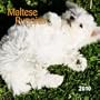 Maltese Puppies 2010 Mini Wall (Multilingual Edition)