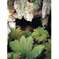 Ferns Growing in the Gaping Mouth of a Limestone Cave, Australia Botanical Photographic Poster Print by Jason Edwards, 12x16