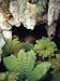 Ferns Growing in the Gaping Mouth of a Limestone Cave, Australia Botanical Photograph...